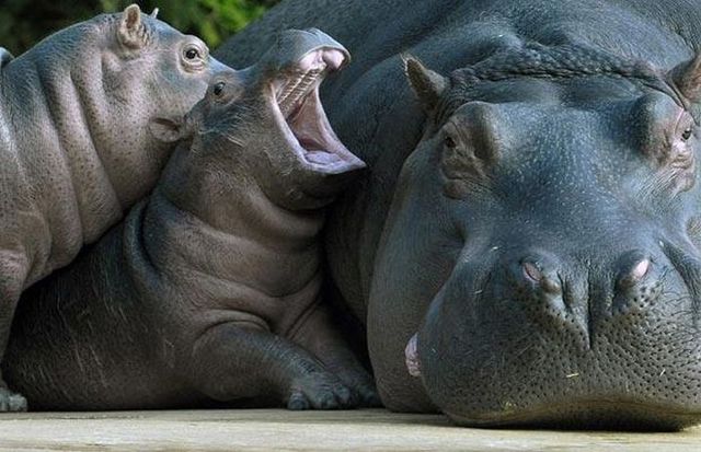 Funny picdump (146 pics)