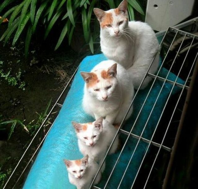 Funny picdump (146 pics)