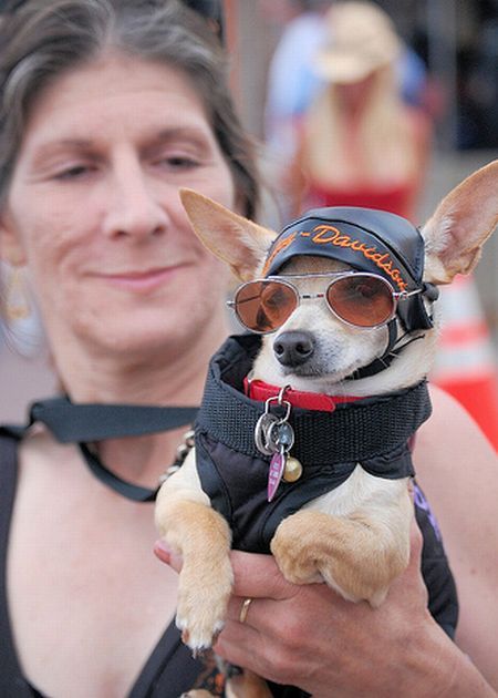 Bike week (61 pics)