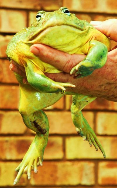 Daily picdump (86 pics)