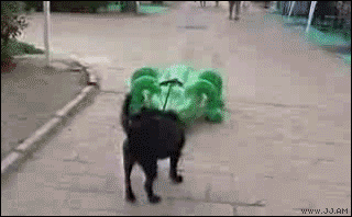 Collection of funny gif animations (53 gifs)