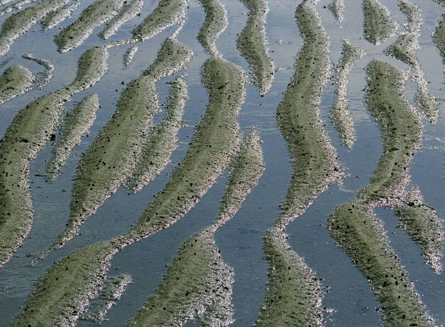 Beautiful Patterns in Nature from National Geographic. Part 2 (78 pics)