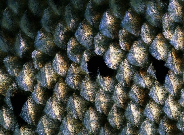 Beautiful Patterns in Nature from National Geographic. Part 2 (78 pics)
