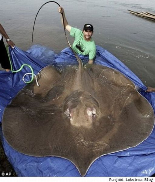 Fisherman’s Dream (31 pics)
