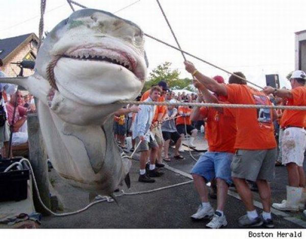 Fisherman’s Dream (31 pics)