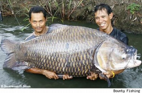 Fisherman’s Dream (31 pics)