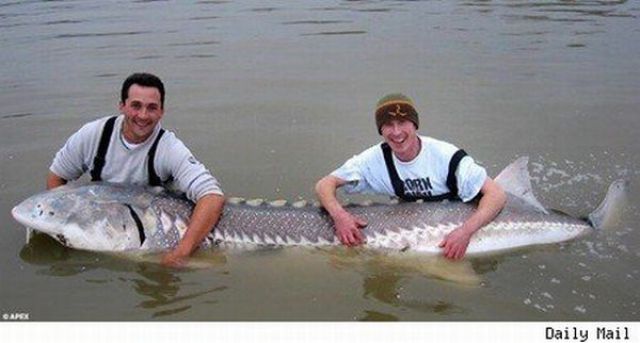 Fisherman’s Dream (31 pics)