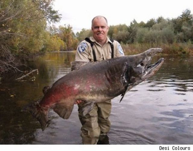 Fisherman’s Dream (31 pics)