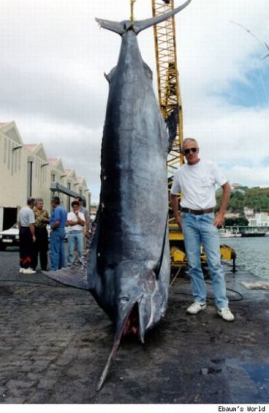 Fisherman’s Dream (31 pics)