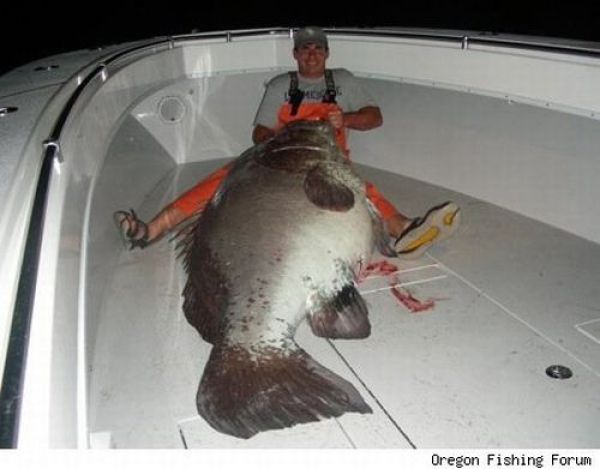 Fisherman’s Dream (31 pics)
