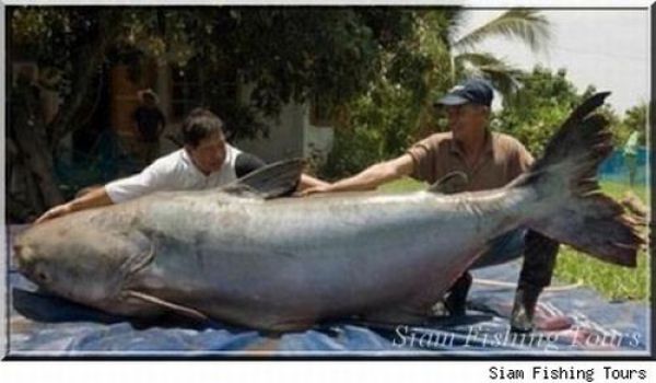 Fisherman’s Dream (31 pics)