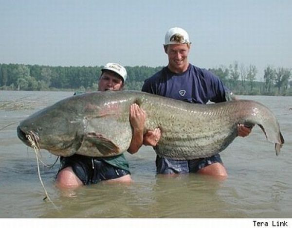 Fisherman’s Dream (31 pics)