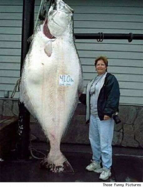 Fisherman’s Dream (31 pics)