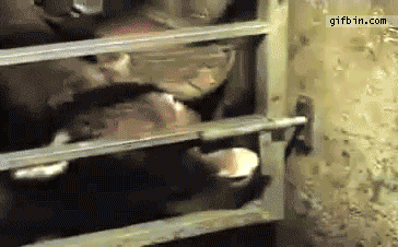 Friday Gif Collection