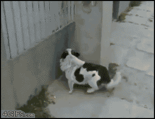 Friday Gif Collection