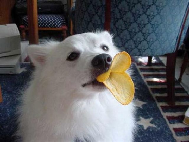 Daily Picdump