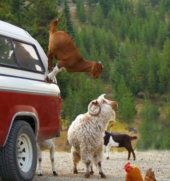 Daily Picdump