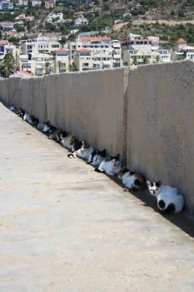 Daily Picdump