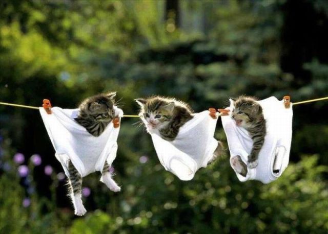 Morning Picdump