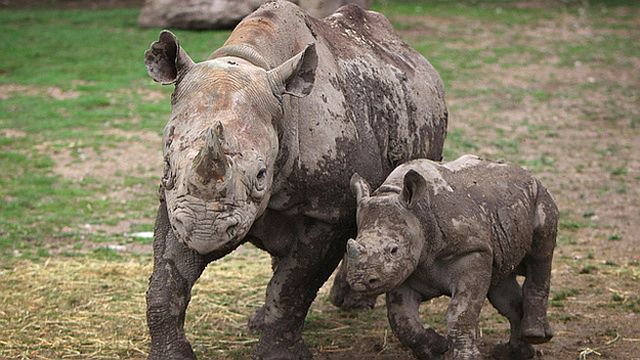 Animals That Are Recently Extinct