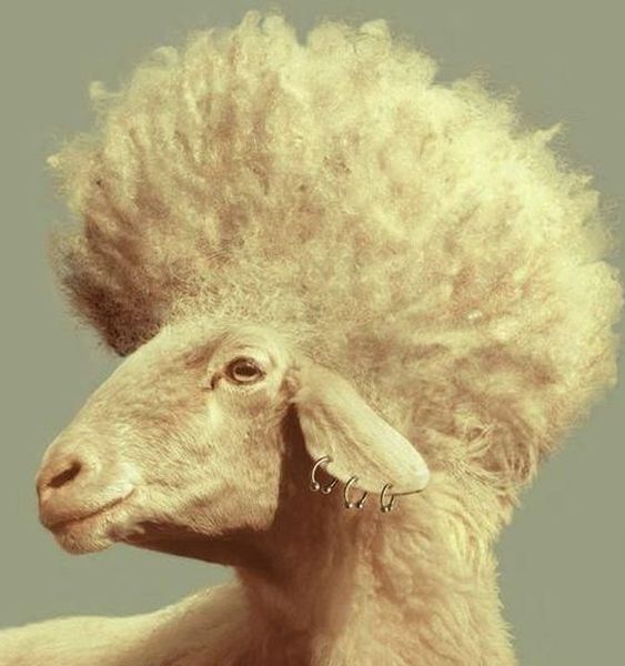 Morning Picdump