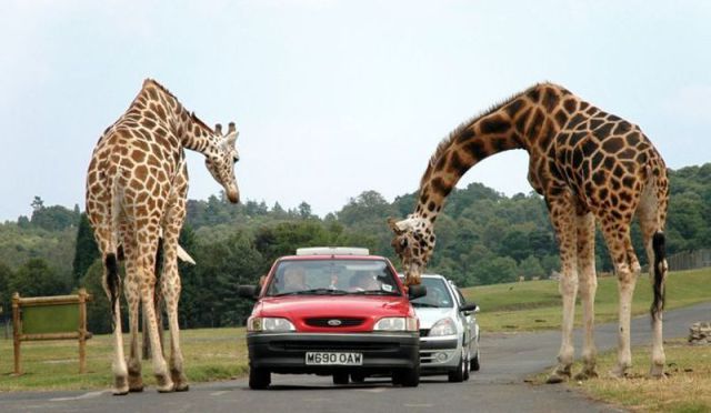 Morning Picdump