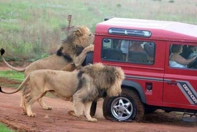 Daily Picdump