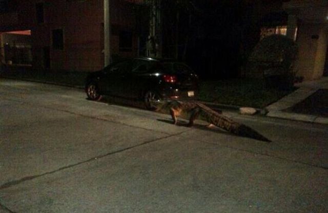 Morning Picdump