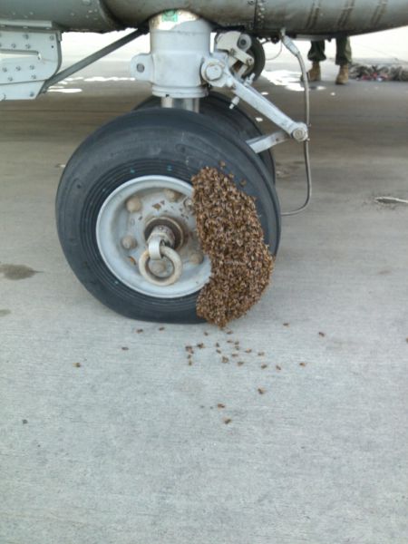 Morning Picdump