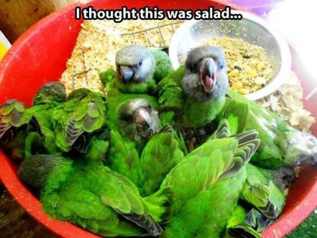 Morning Picdump