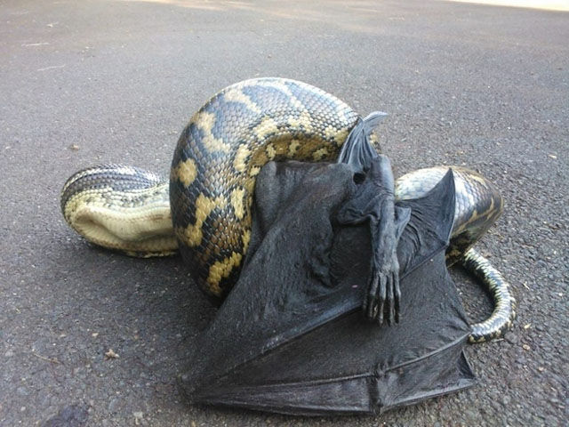 There Is Nothing Normal about Australia