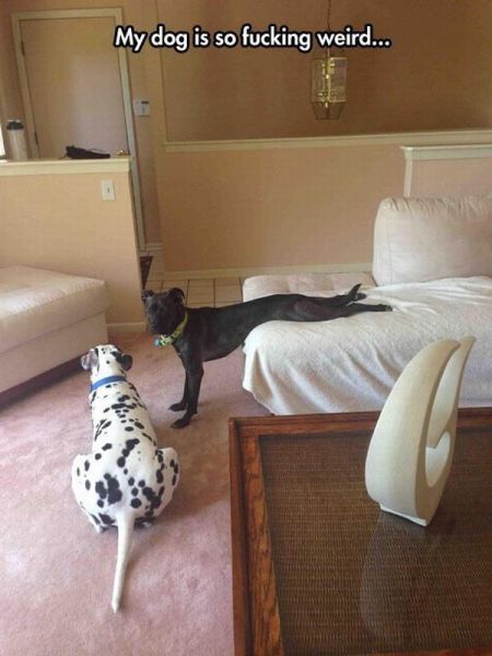 Morning Picdump