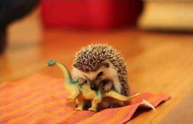 Morning Picdump