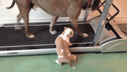 The Cuter and Softer Side of Pitbulls