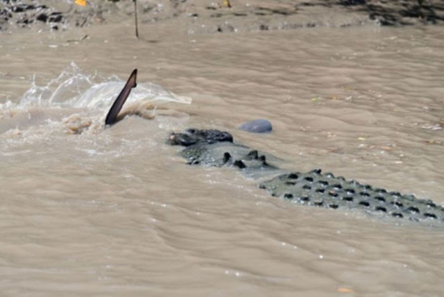 An Unusual Fight between a Crocodile and a Shark
