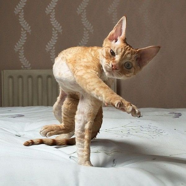 Morning Picdump