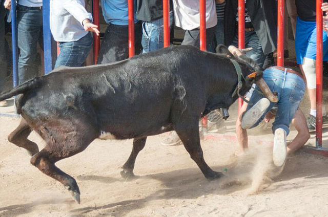 Guy Gets Stabbed in the Butt by an Angry Bull