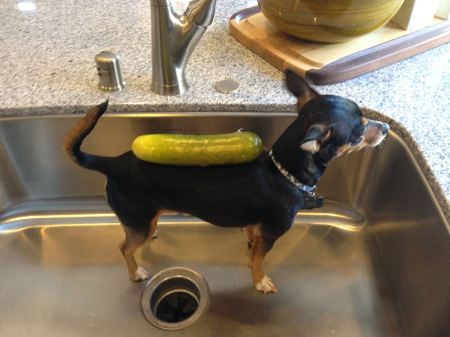 Morning Picdump