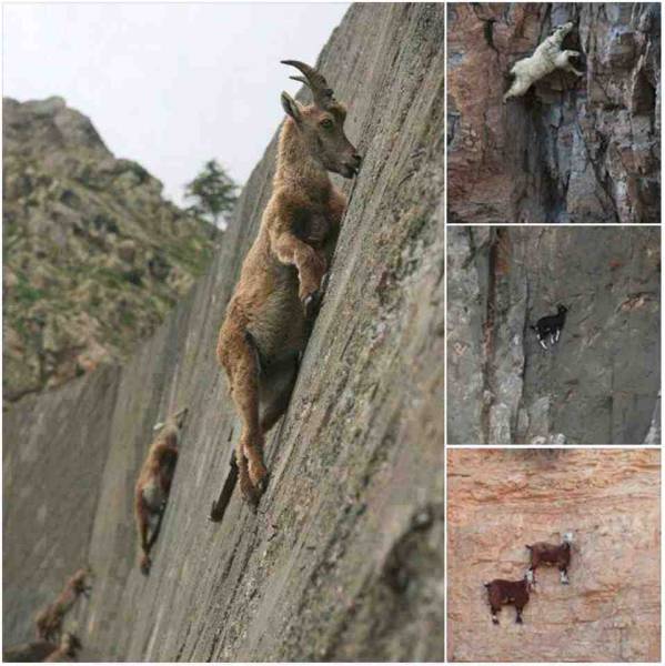 Morning Picdump