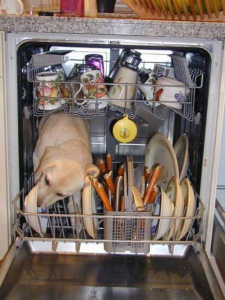 Daily Picdump
