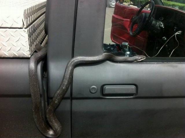Daily Picdump