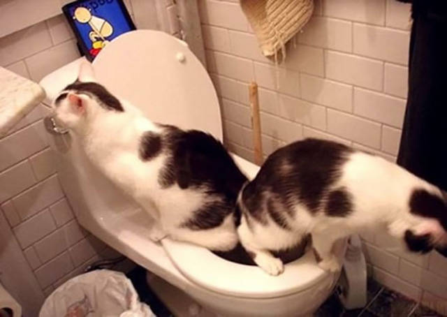 Morning Picdump