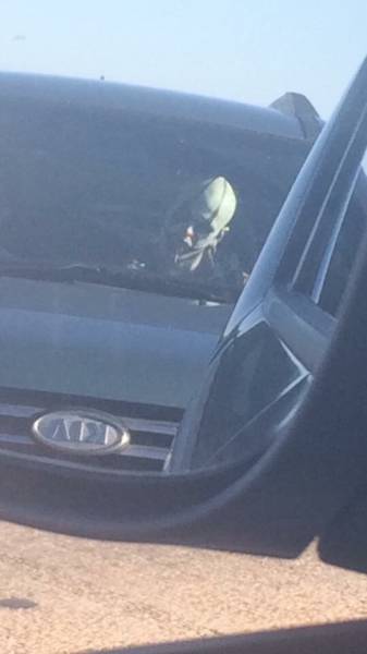 Morning Picdump