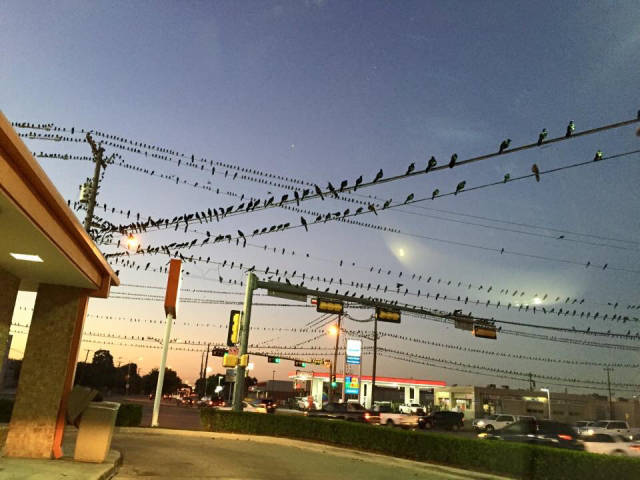 Morning Picdump