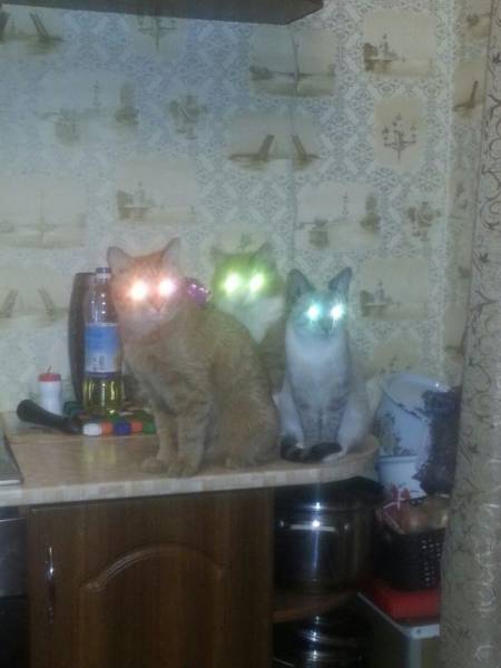 Daily Picdump