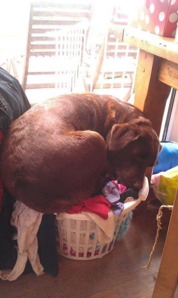 Dogs Can Sleep Anywhere and Everywhere