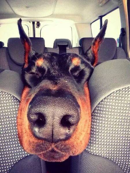Dogs Can Sleep Anywhere and Everywhere
