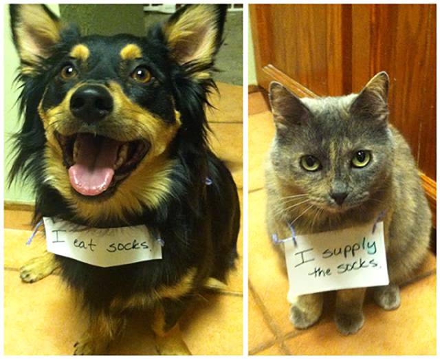 Morning Picdump