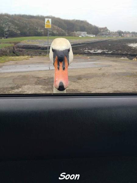 Daily Picdump