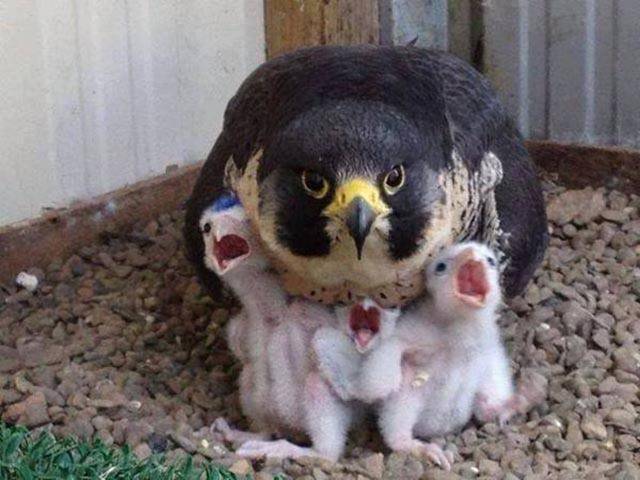 Morning Picdump